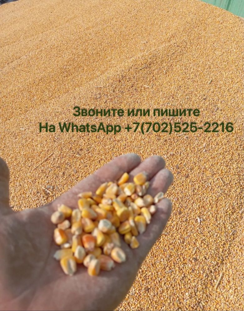 Продам кукурузу оптовая цена 80