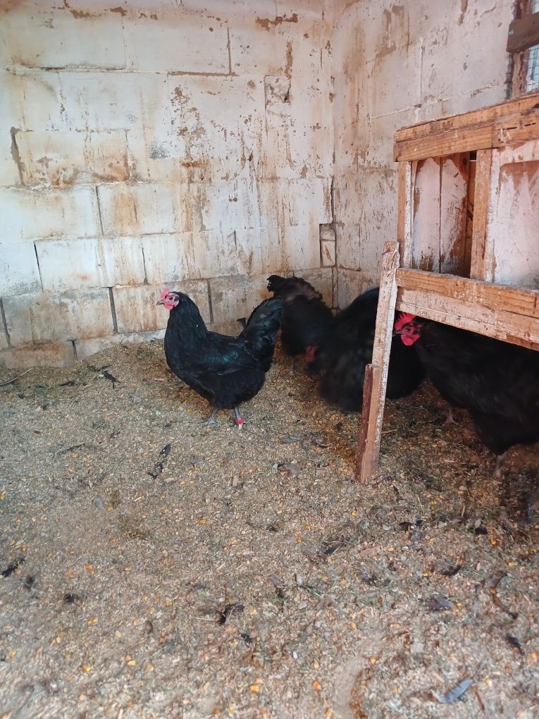Продам Австралорп