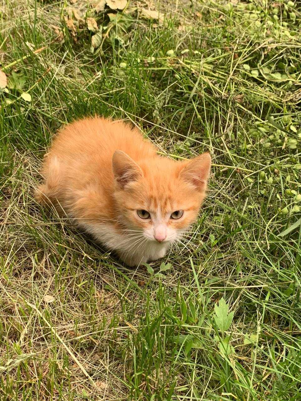 Отдам даром котят, подкинули.