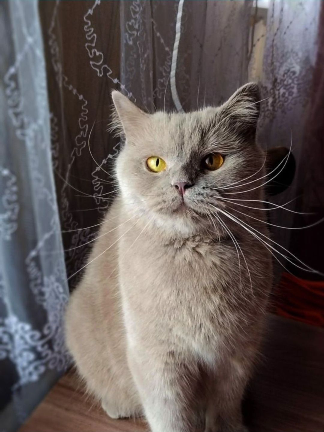 Продам породистых котят