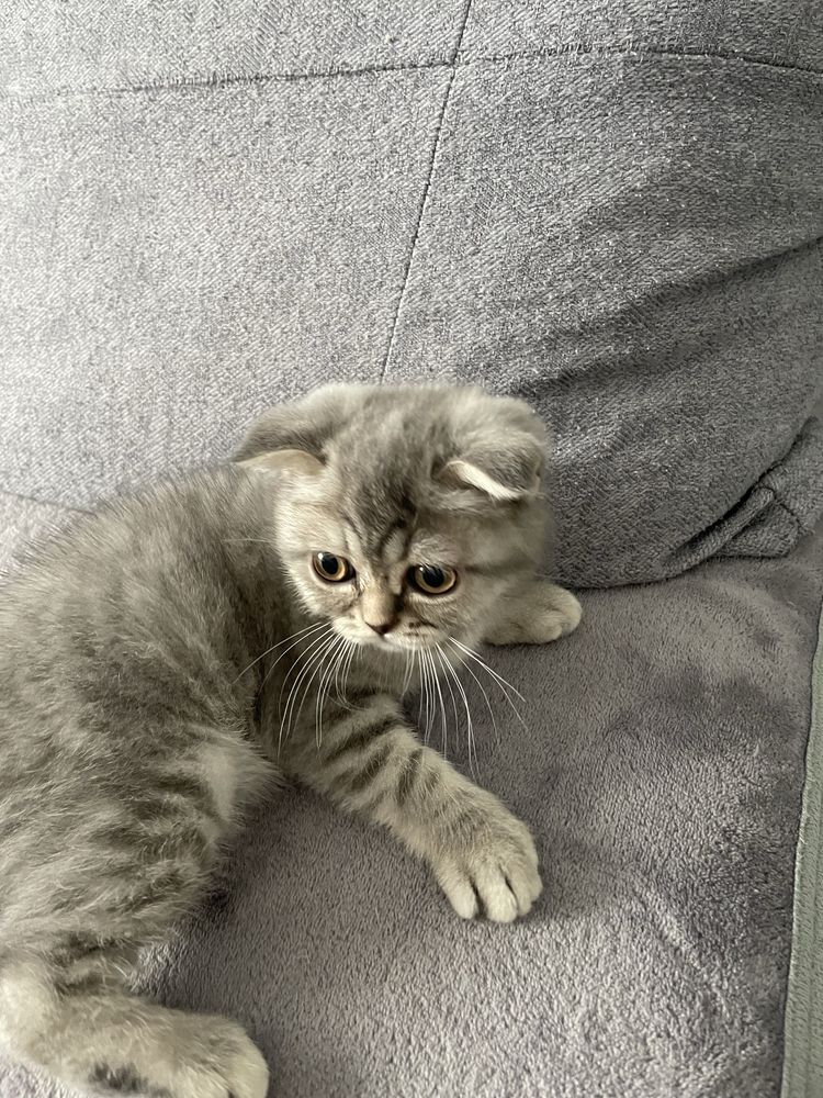 Котенок Scottish Fold