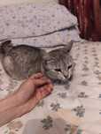 Кошка (Стирильная)
