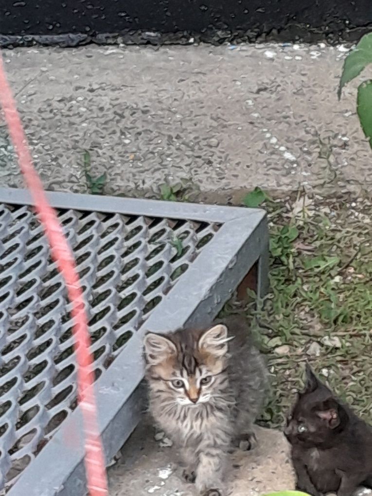 Котята, кошки, животные