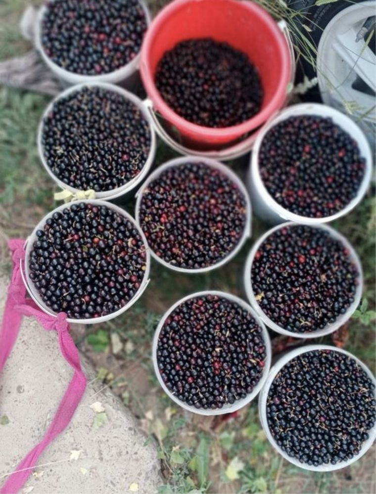 Смородина лесной свежый