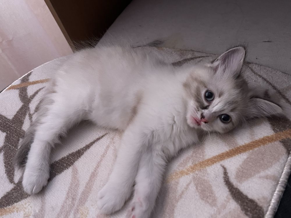 Кошка 1 месячная, девочка