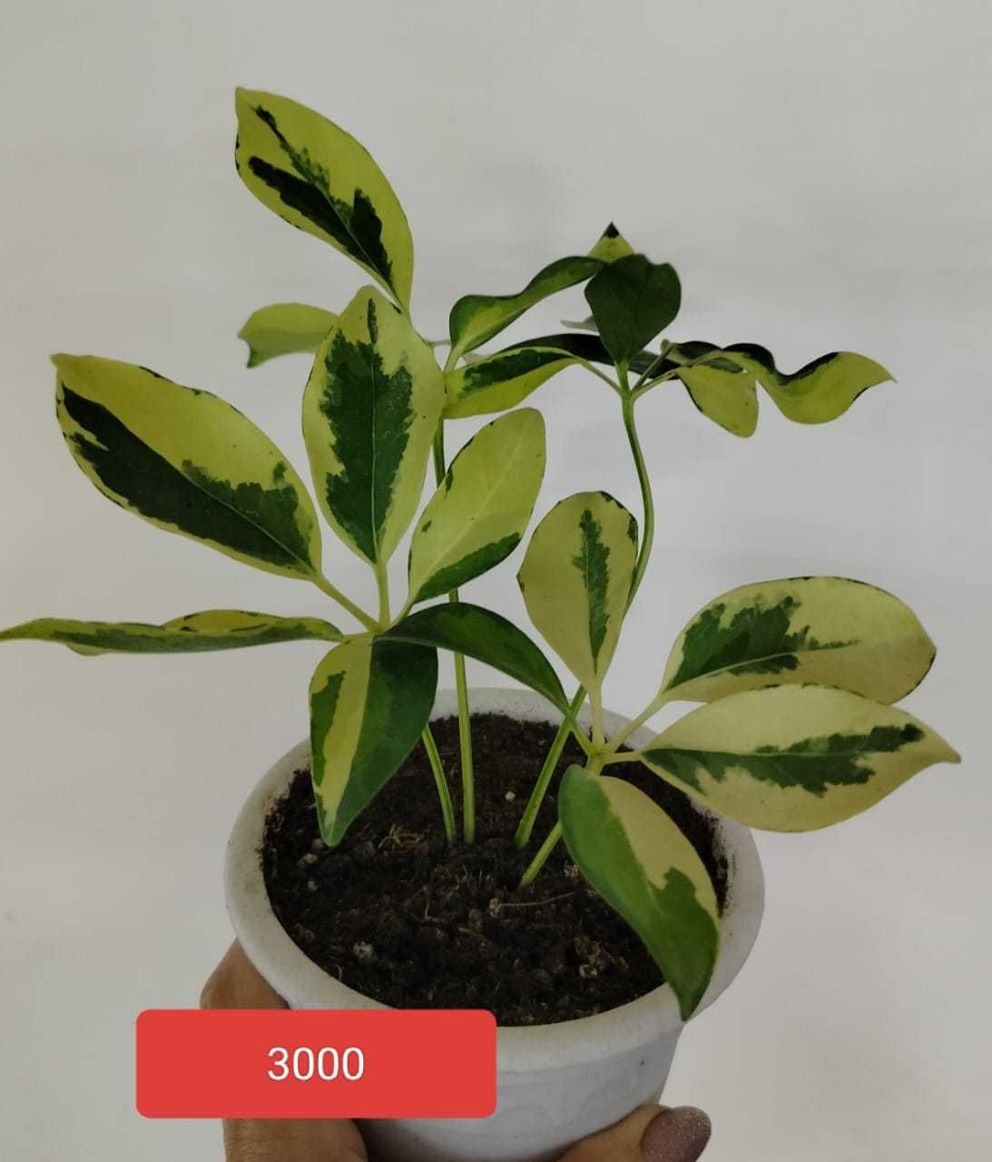 Продам комнатные растения