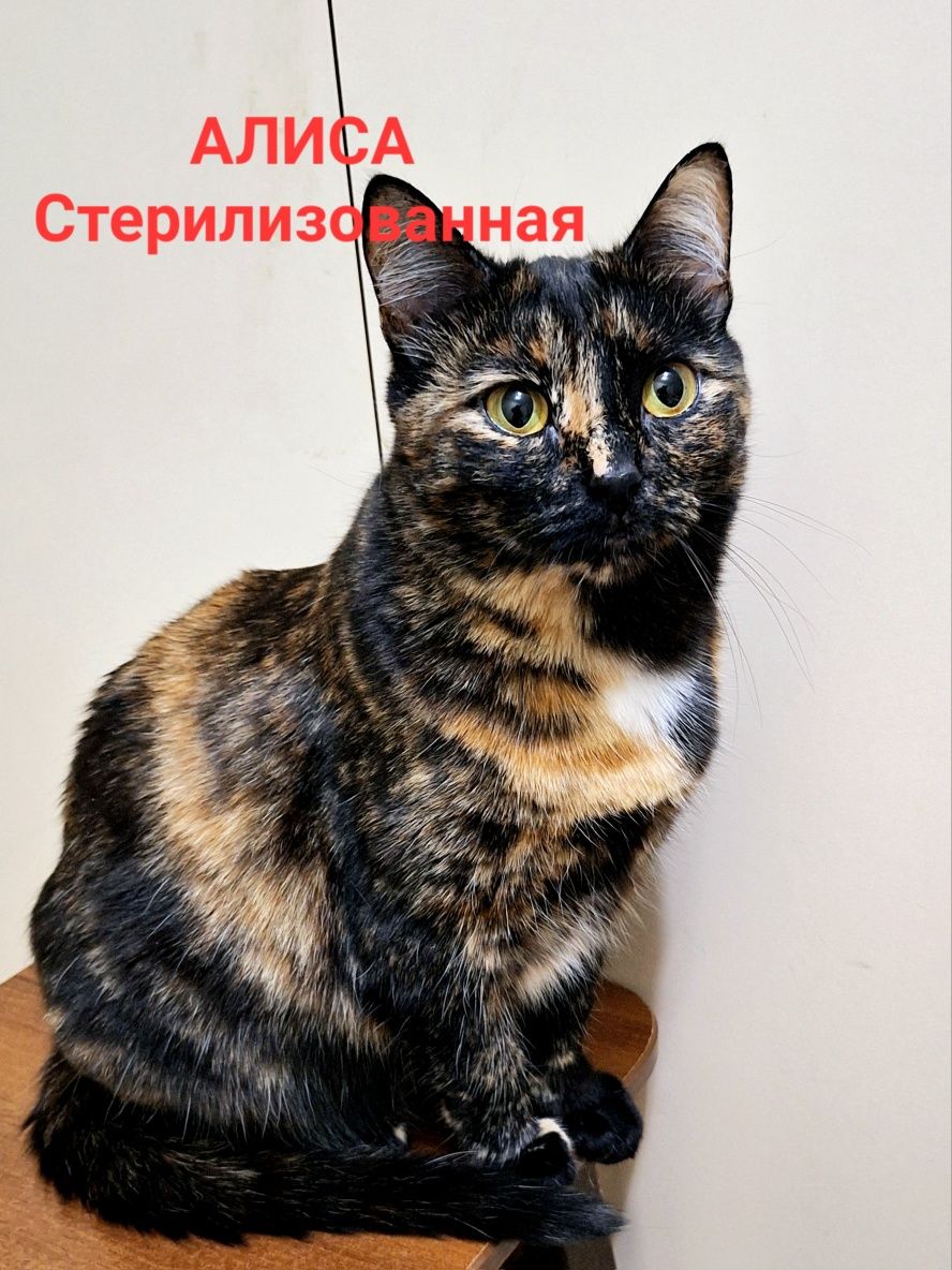 Стерелизованная кошечка Алиса .