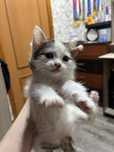 Кошечка 3 цветная