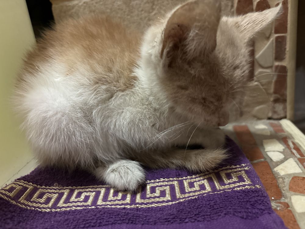 котенок в добрые руки !! отдам срочно !