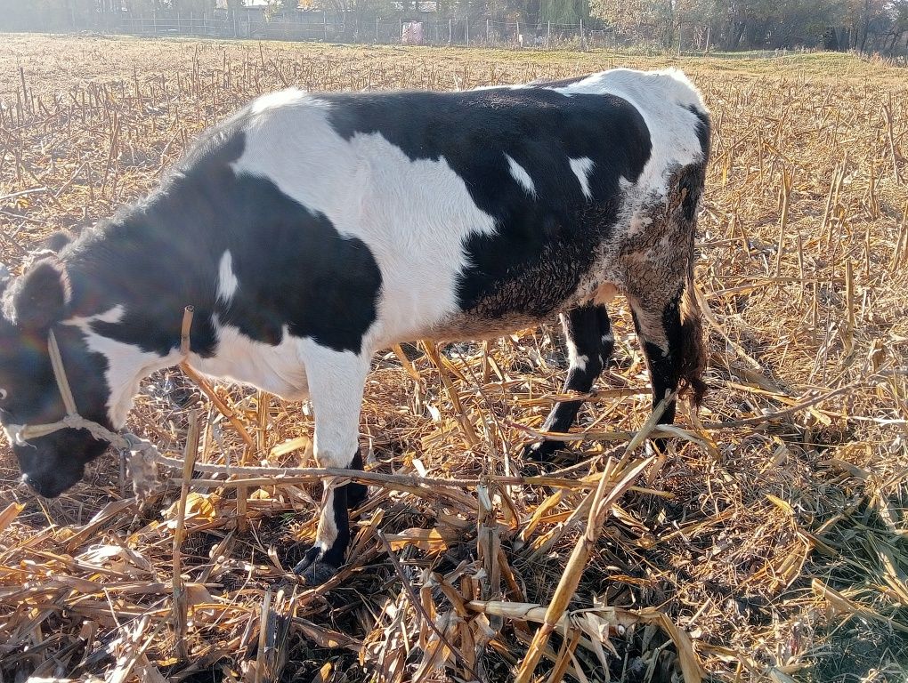Срочно продаю КОРОВУ и бычок и теленок