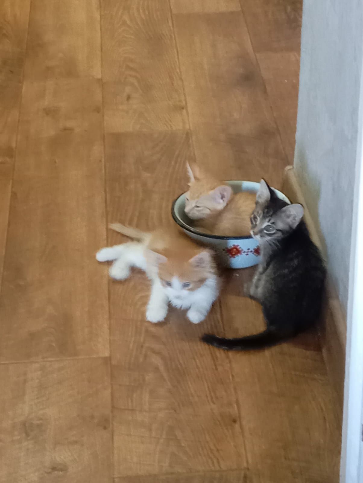 Отдам котят в любящие животных семьи.