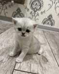 Шотландский котёнок девочки  1.5мес