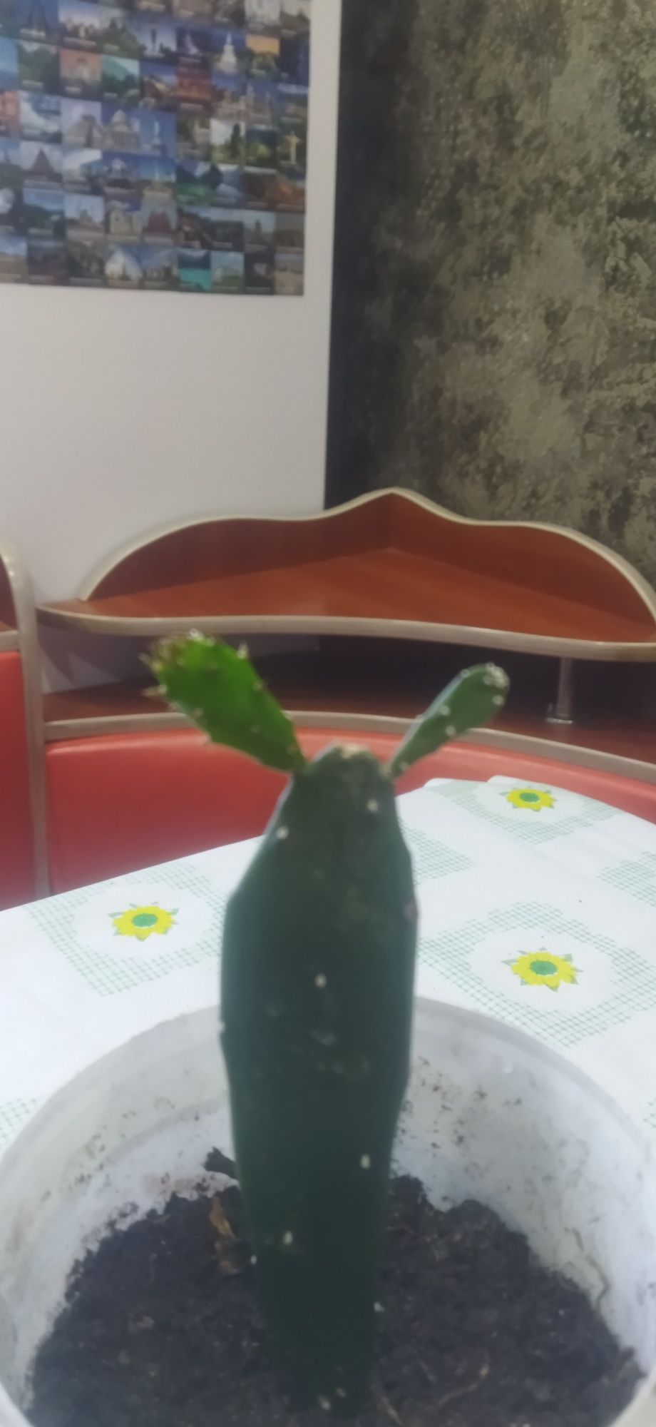 Кактусы разные, опунция ,плоский и др.