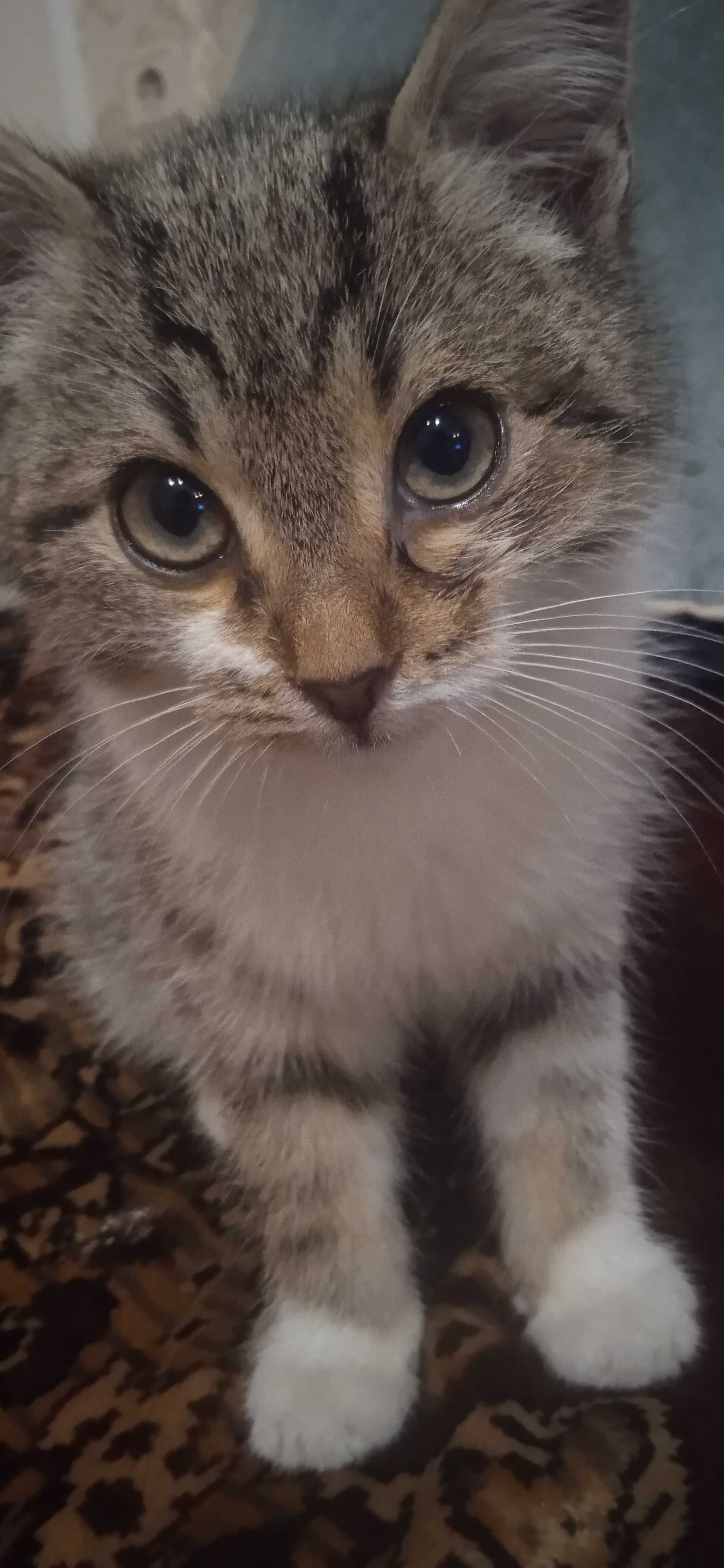 Отдам котёнка в добрые руки