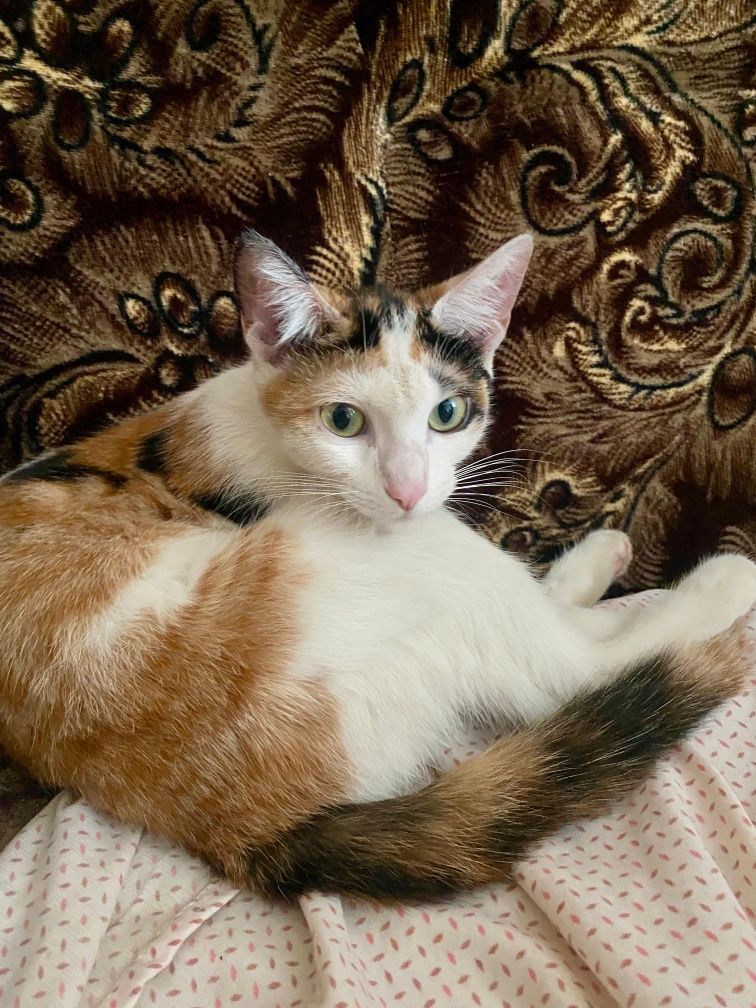 Кошечка ищет дом