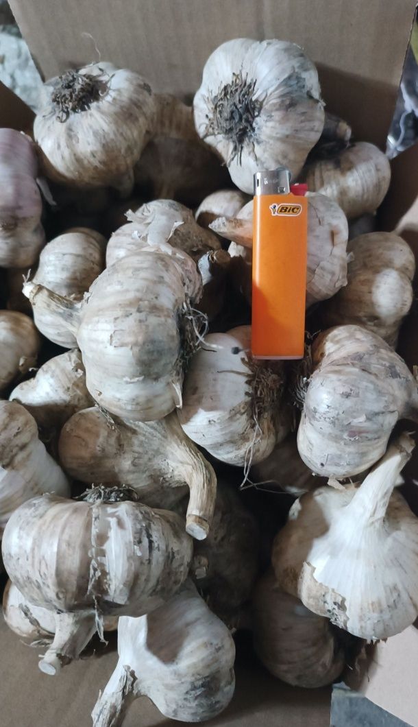 Продам чеснок. Оптом и в розницу.