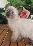 Сиамские котята, мальчики и девочки