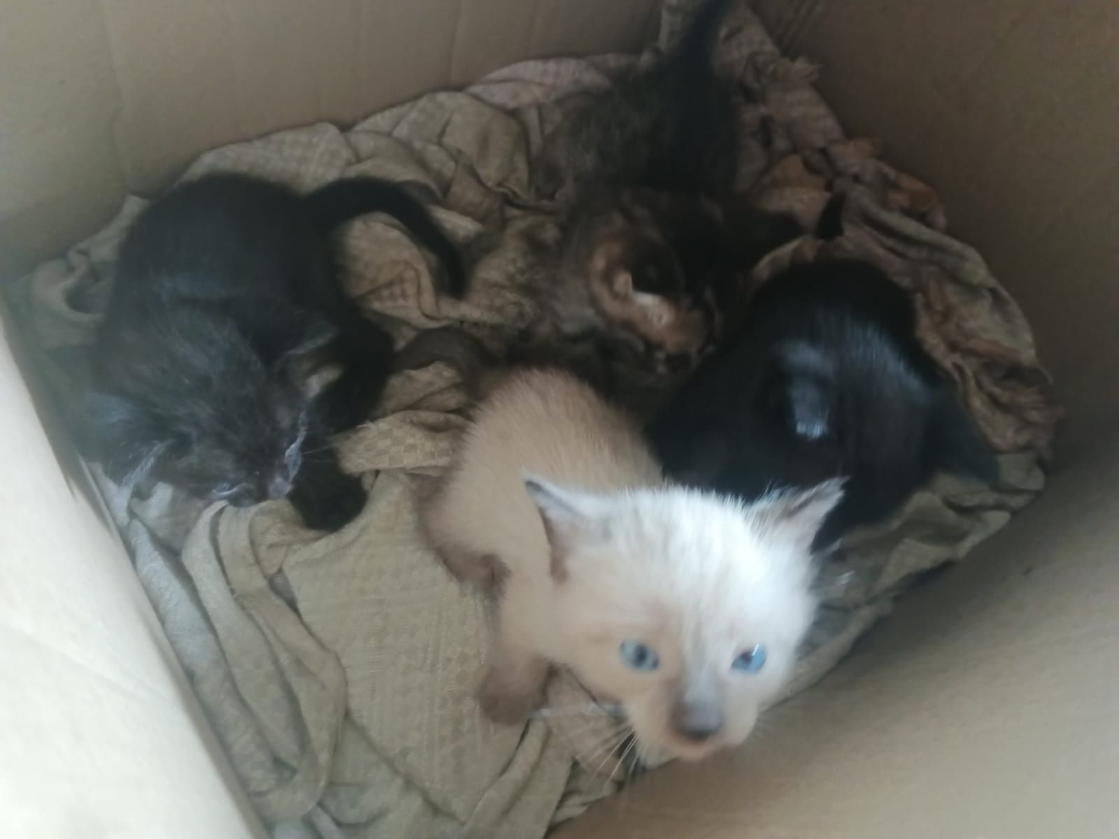 Котятки в добрые и заботливые ручки! :)