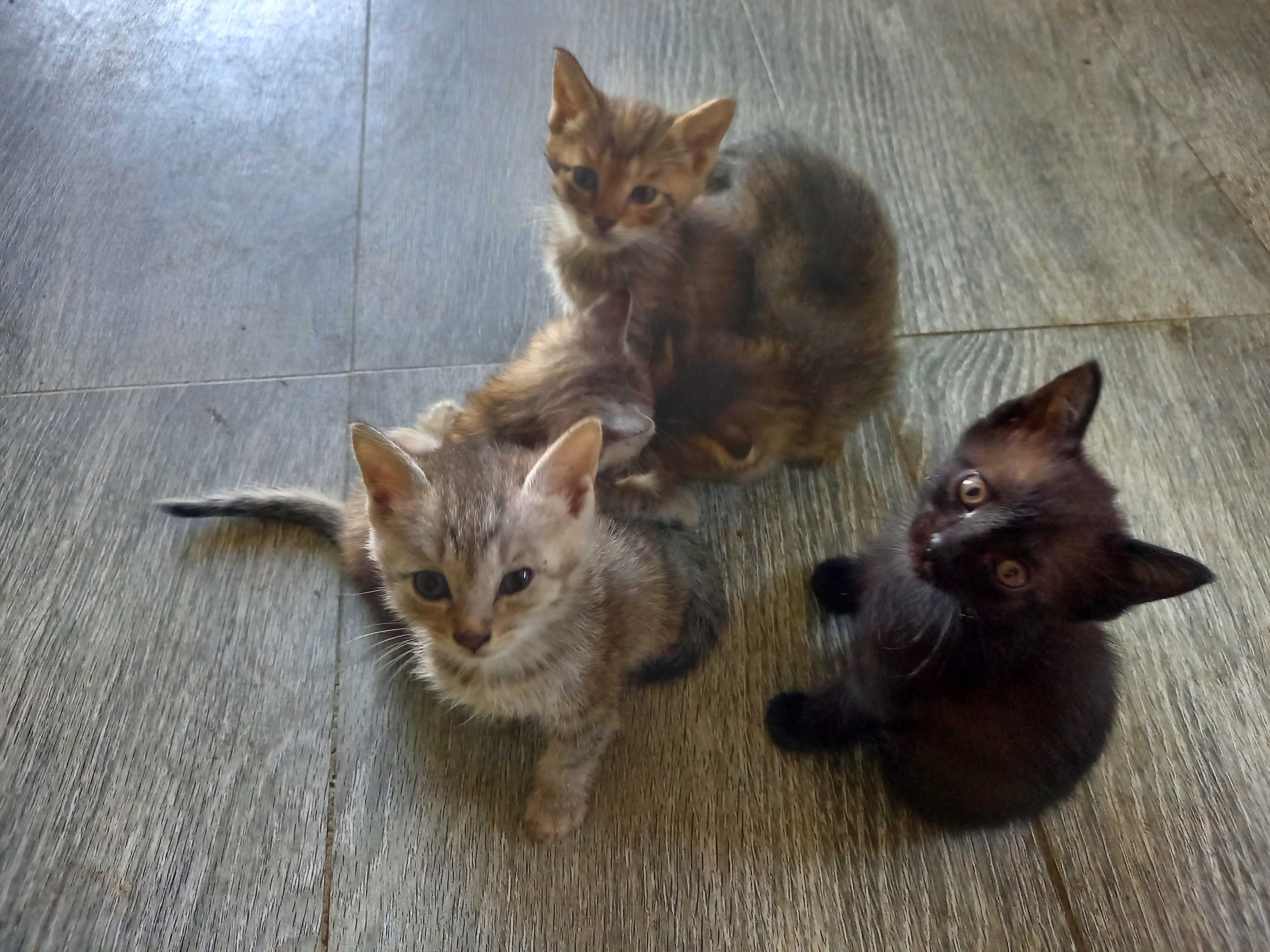 Котяточки в Добрые ручки