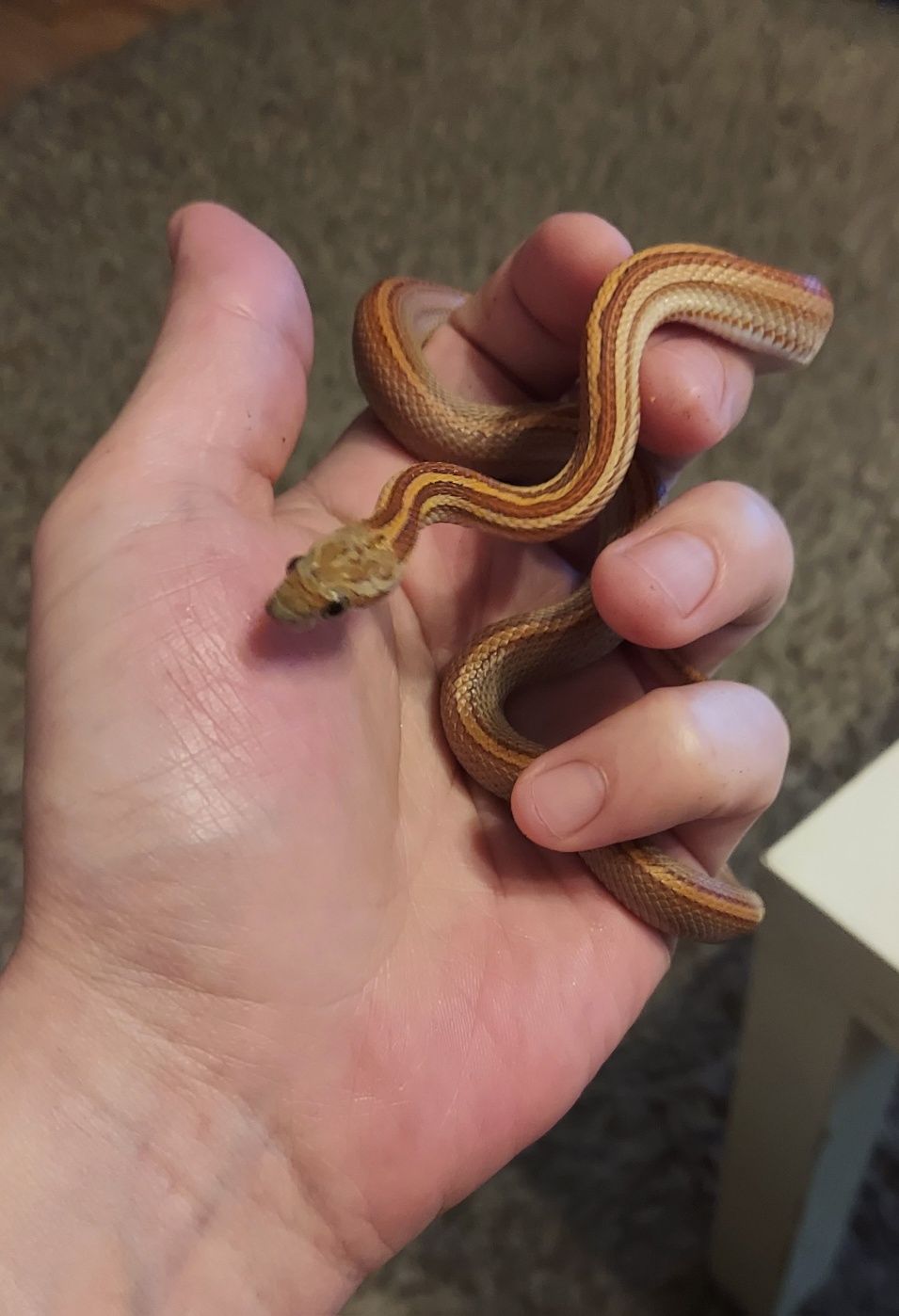 Маисовый полоз самка Морфа: Hypo Tessera Motlley