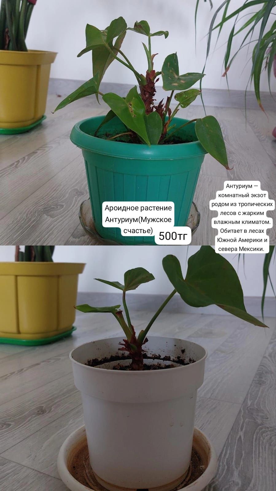 Үй гүлдері сатылады