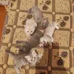 Продаю котят шотландские вислоухие