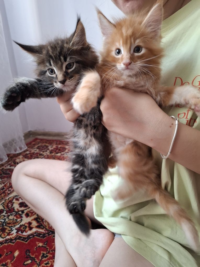 Продам котят породы мейн кун