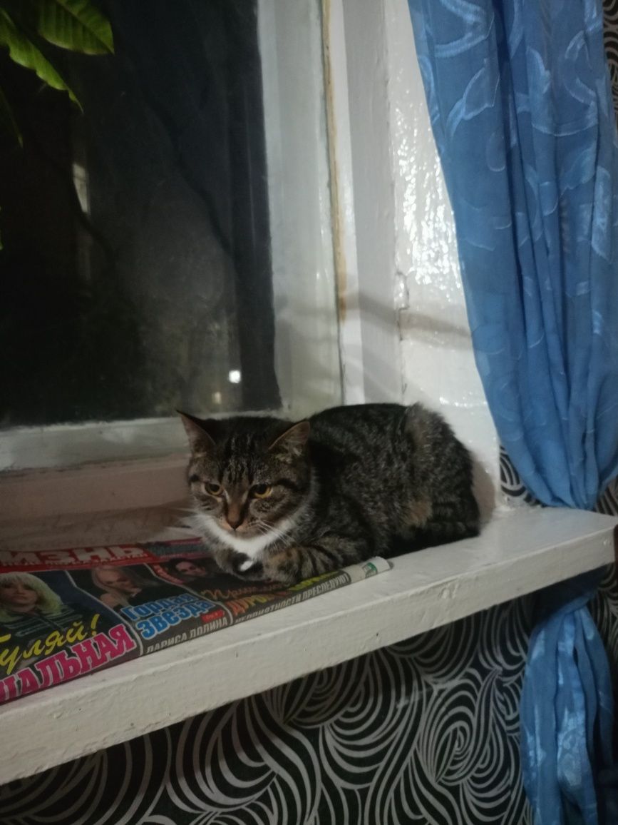 Срочно отдам котенка
