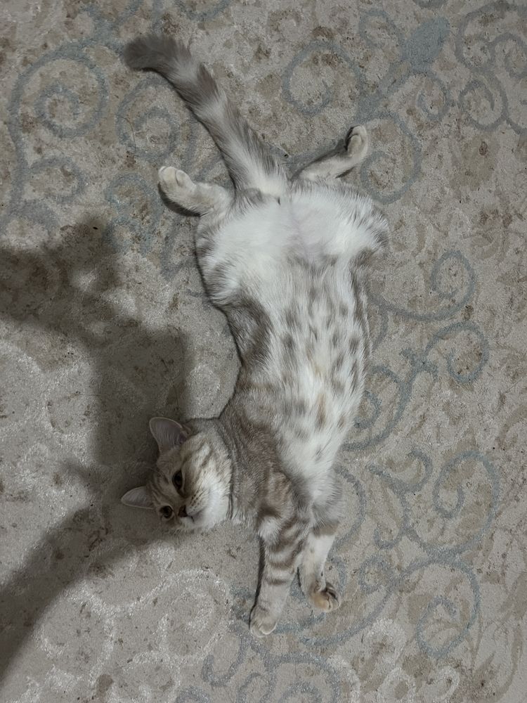 Отдаем в добрые руки шотландскую кошку