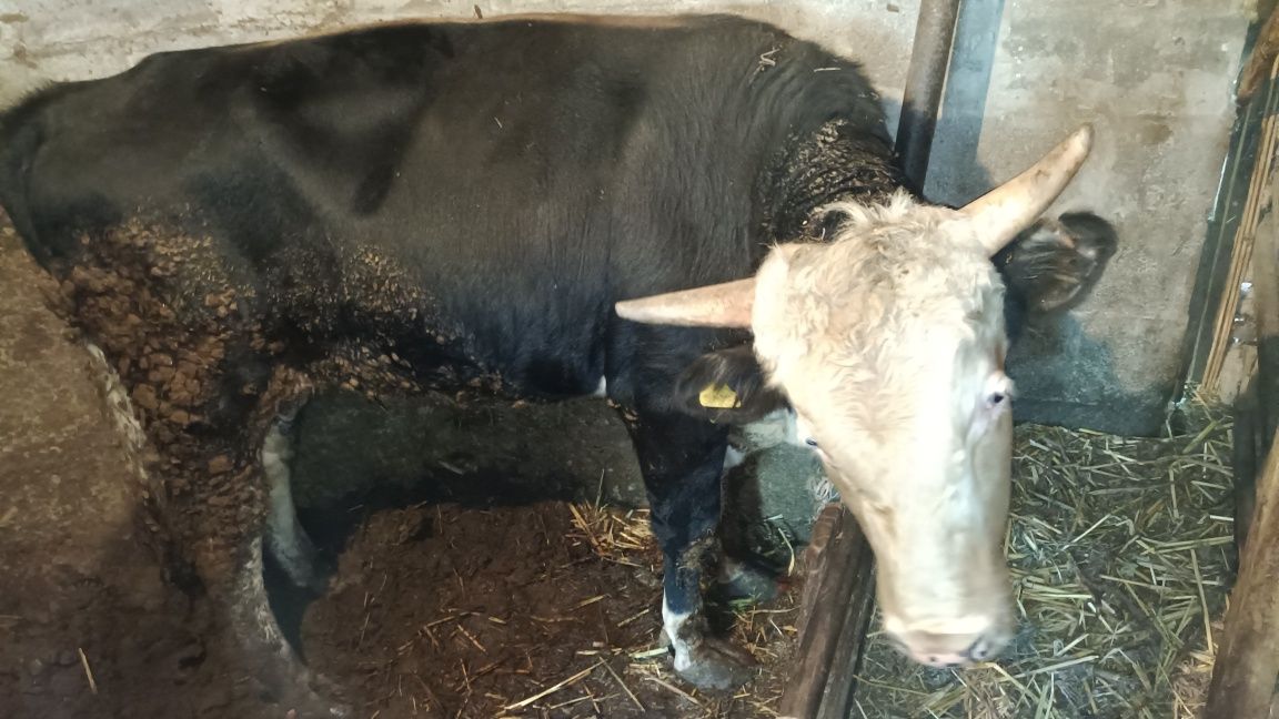 Продам бычка 2 года стоит на откорме