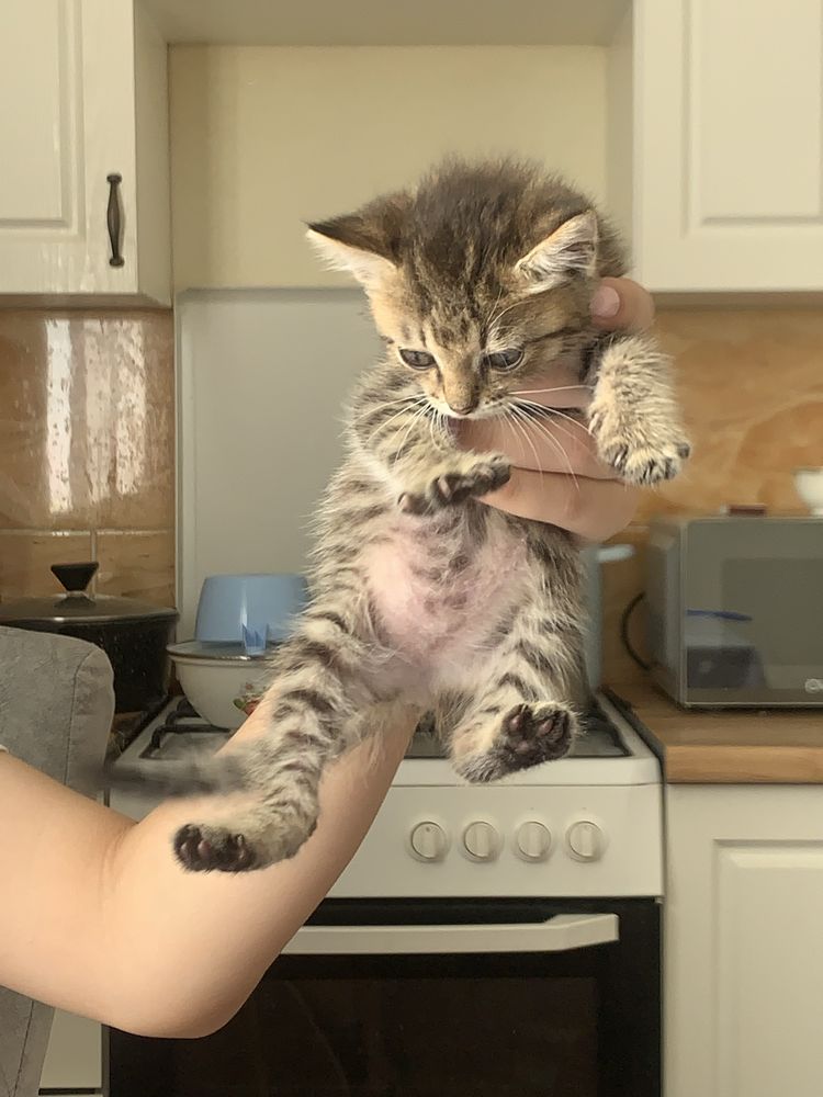 Котенок в хорошие руки