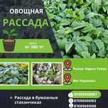 Рассада.Цветы.Саженцы.Томаты.Огурец
