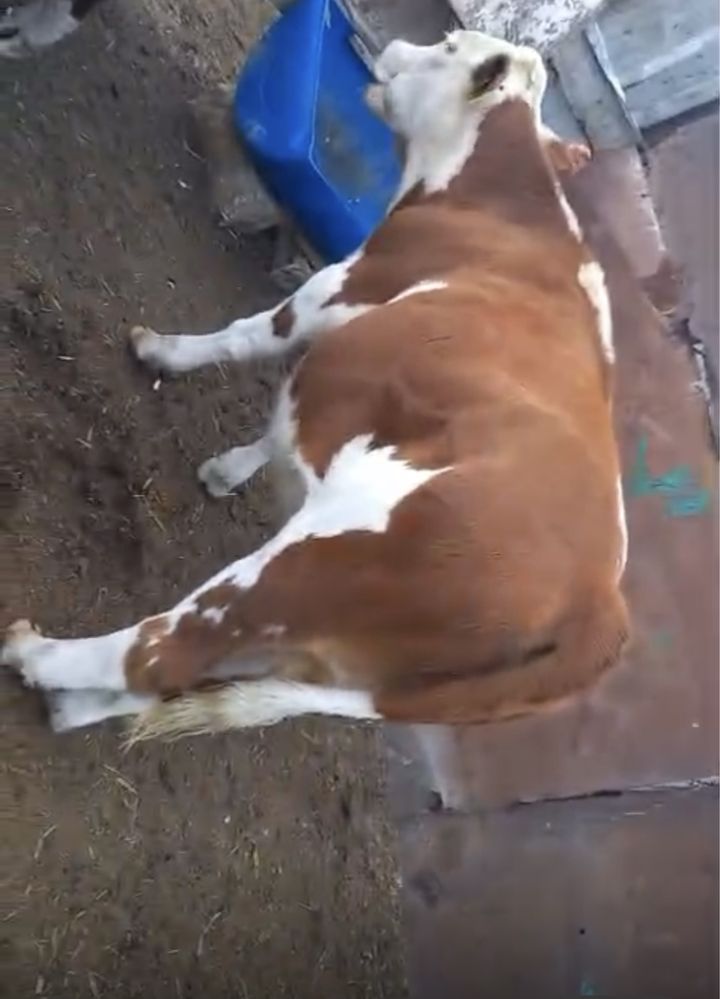 Тайөгіз сатылады