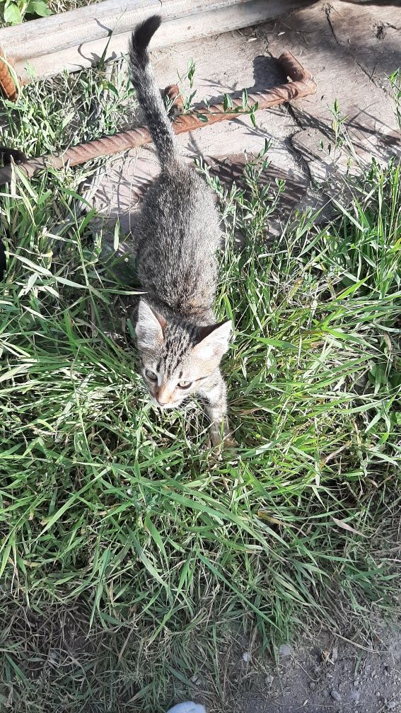Котята бесплатно