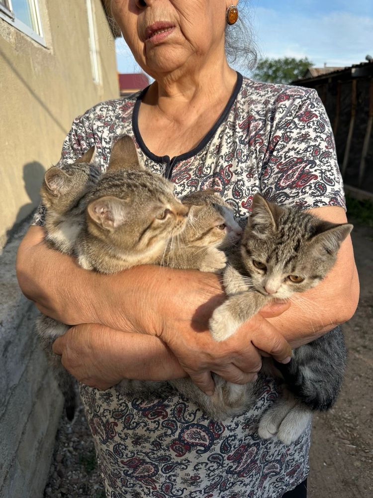Отдадим бесплатно котят в хорошие руки.