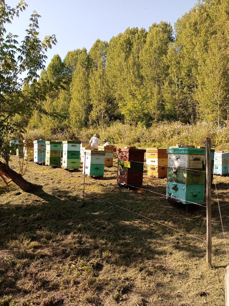 Продам узаконенную пасеку