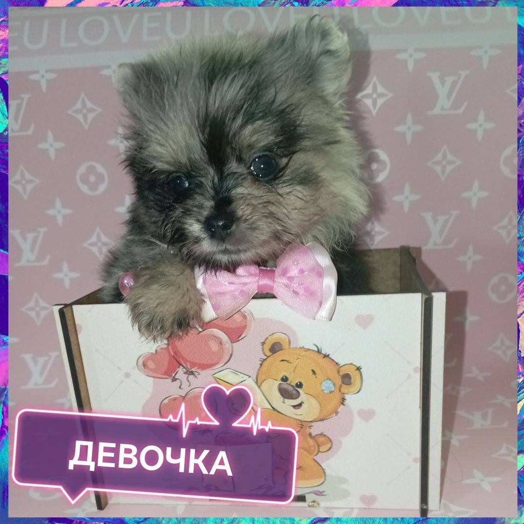Продажа шикарных щенят померанского шпица миники!!! 
Тип "Мишка"
Малыш