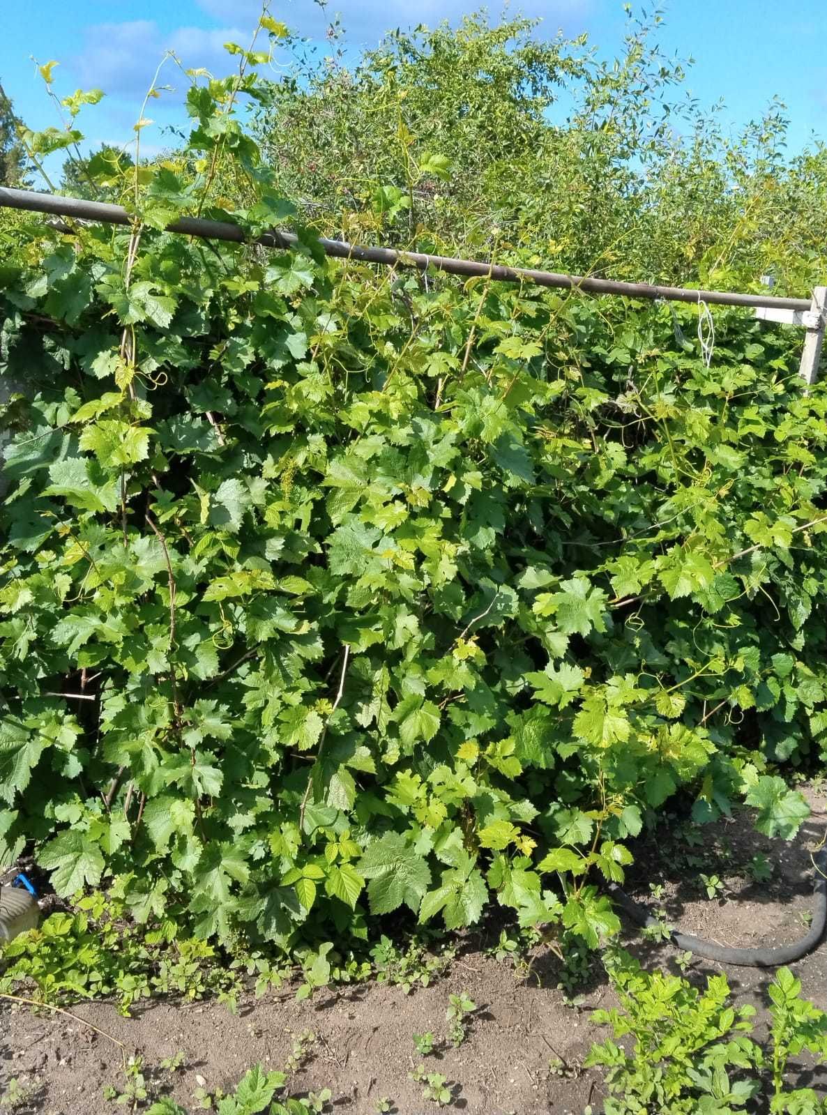 Продаю дачу, Сады-1, домик, огород 5,5 соток,