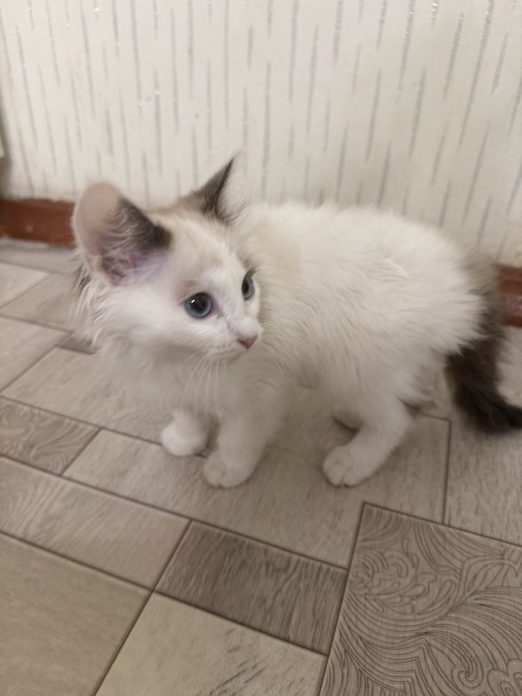 Котенок бесплатно.