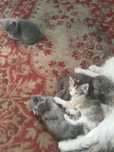 Отдам котят даром