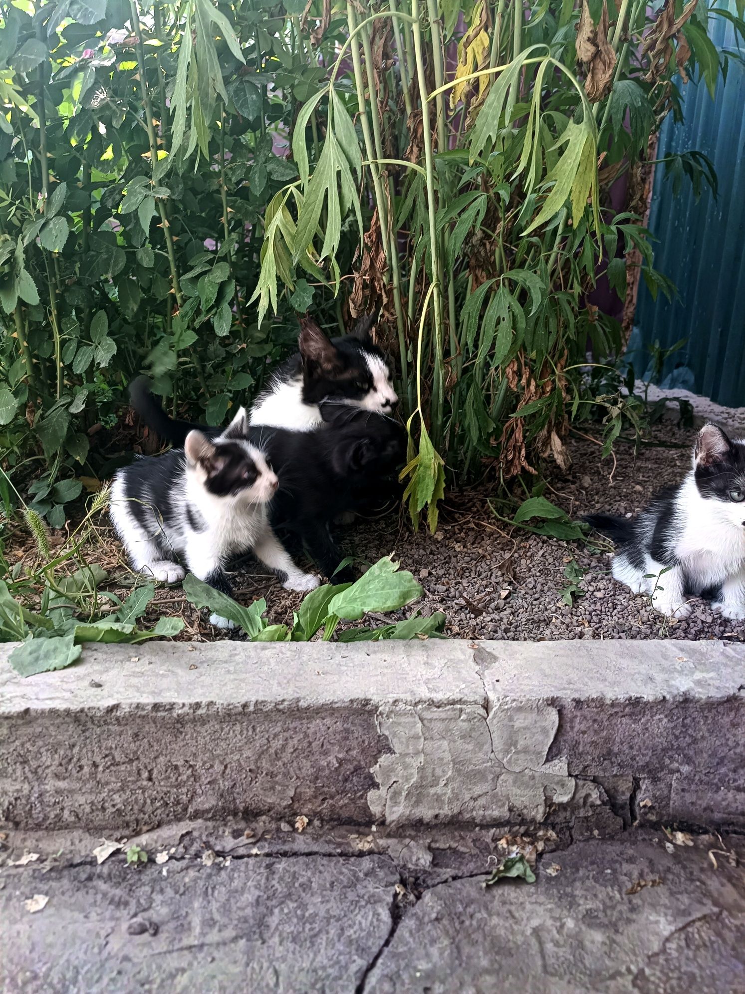 Котята охотницы в хорошие руки