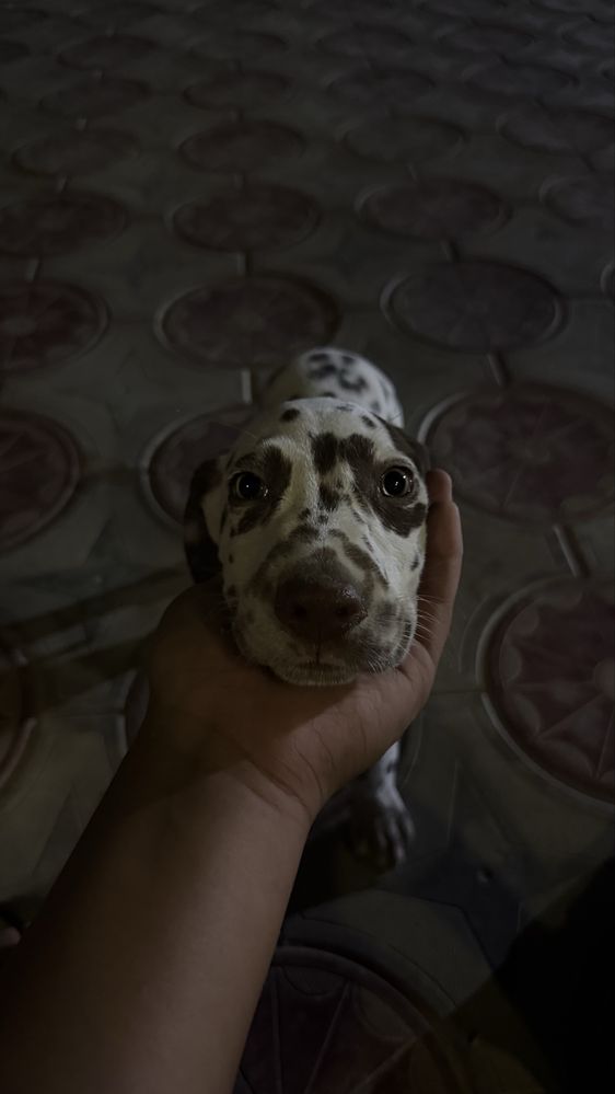 Щенок далматинца мальчик