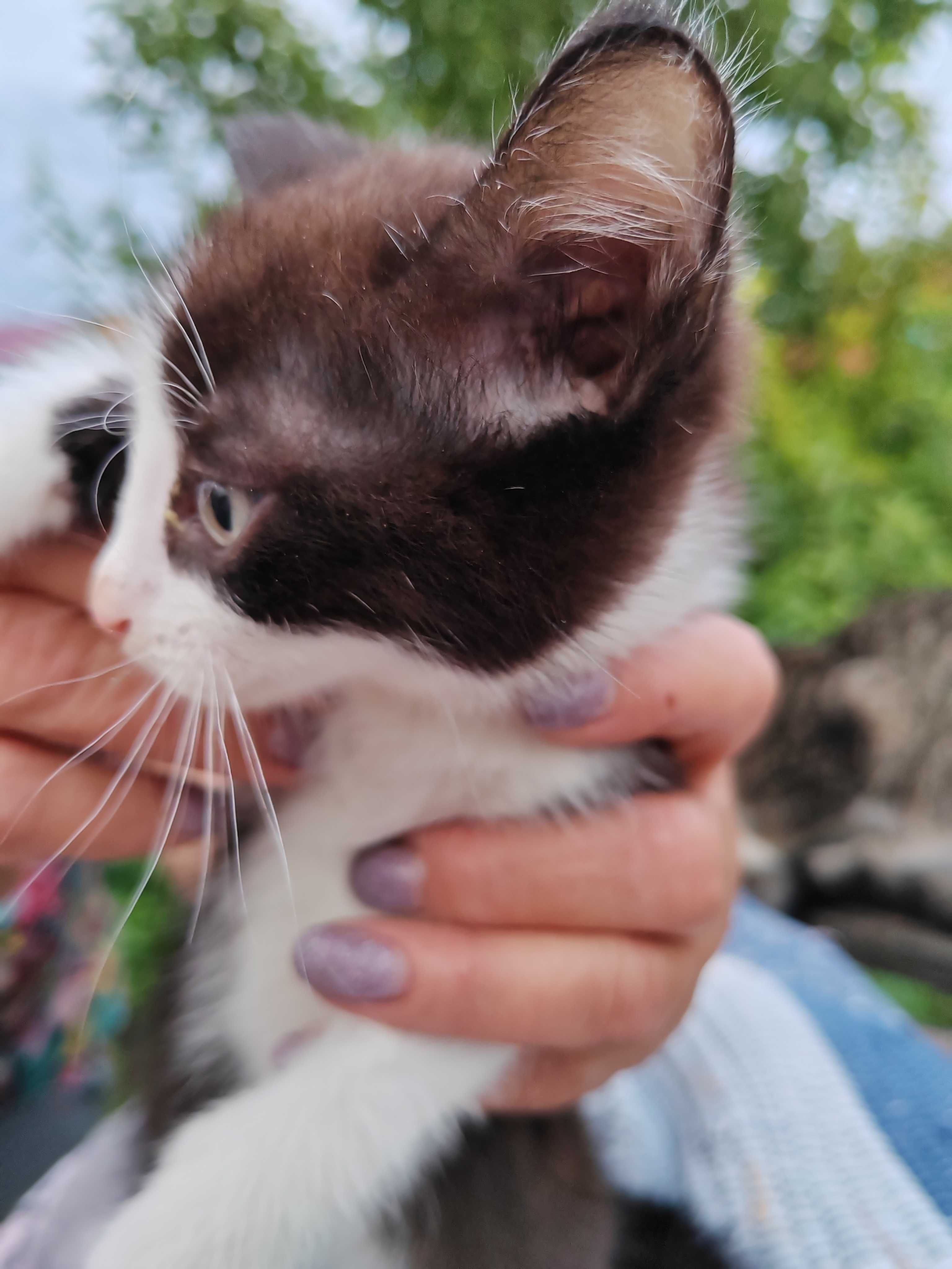 Котята на усыновление