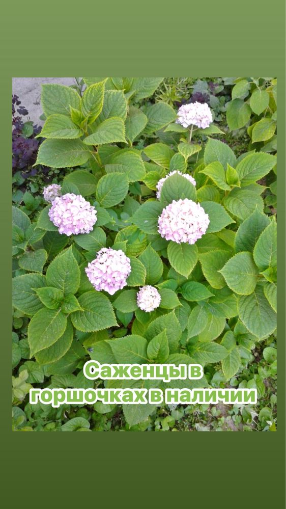 Саженцы, кусты, корни, цветы, лаванда, спирея