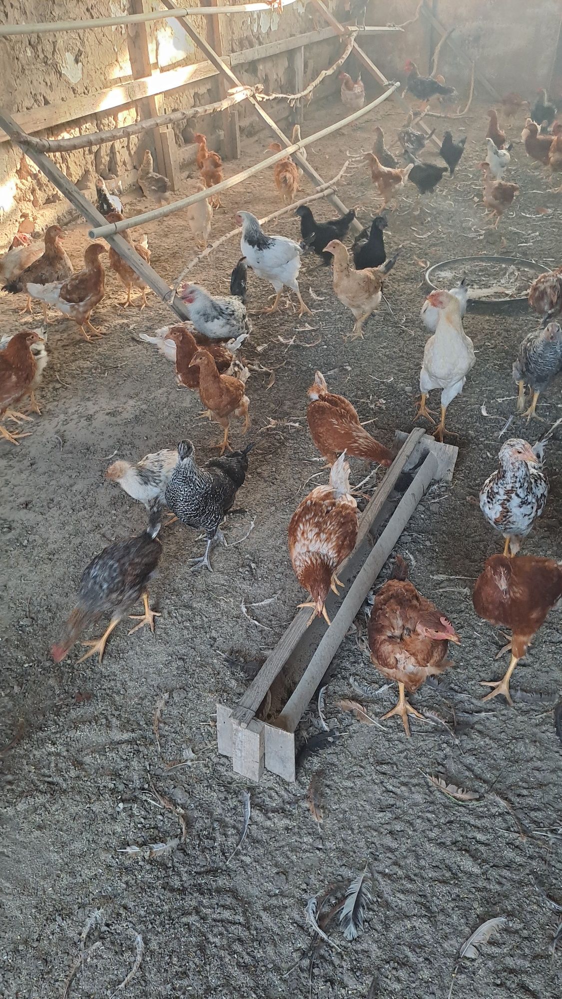 Курей продам ккк