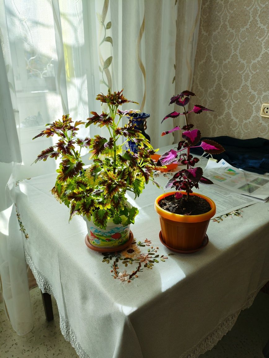 Продам 2 цветка колеус
