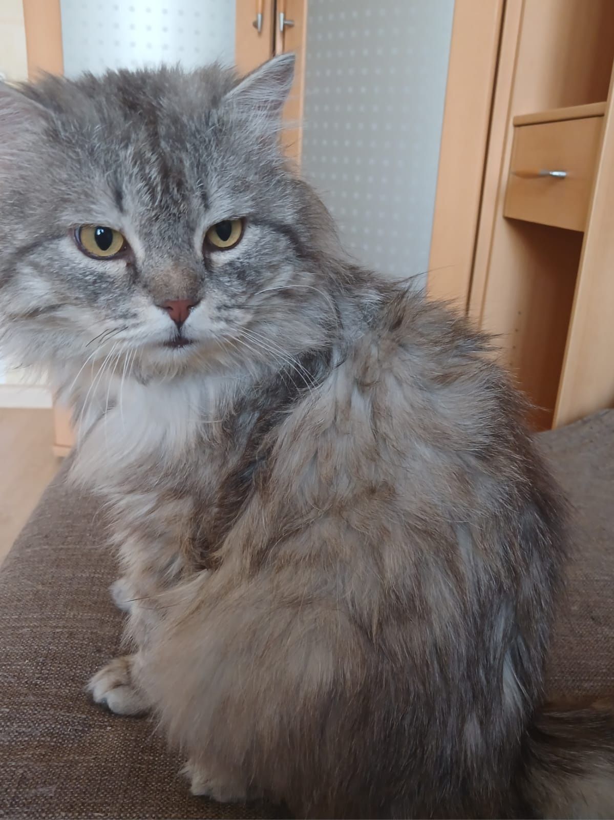 Котик.          !