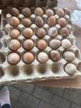Продам инкубационные яйца цесарки