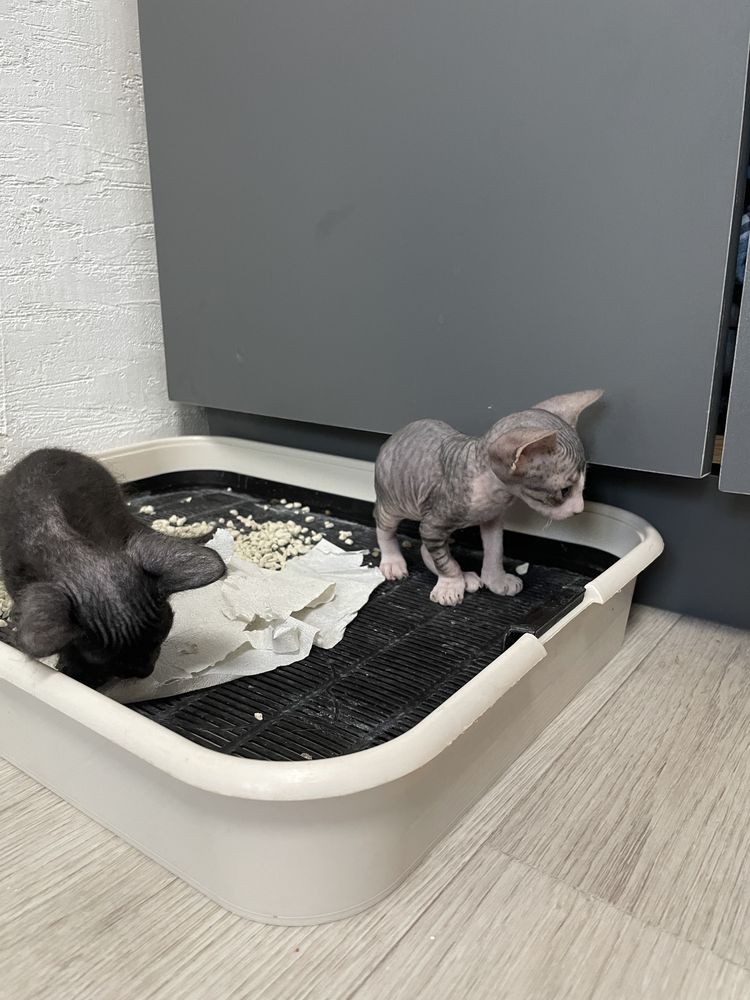 Донской сфинкс котята