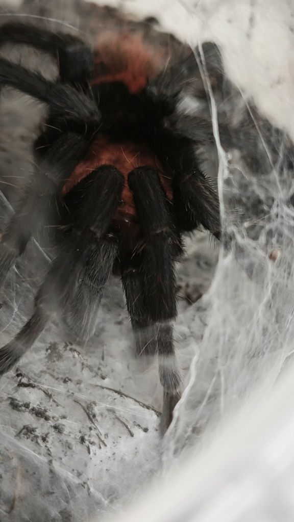 Davus pentaloris